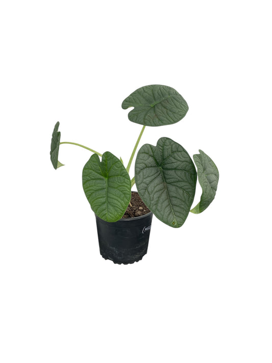 Alocasia Melo 12cm