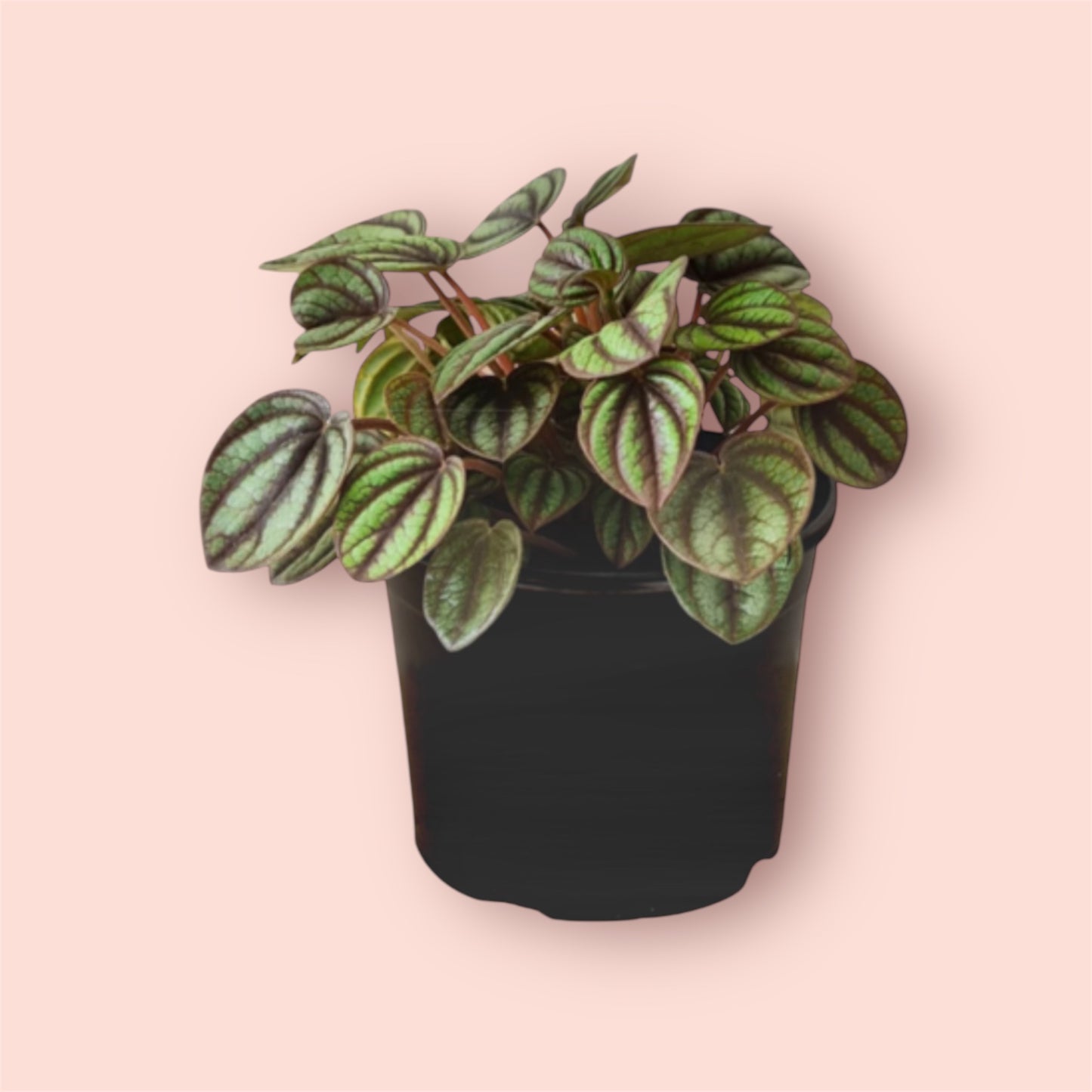 Peperomia Piccolo Banda 12cm