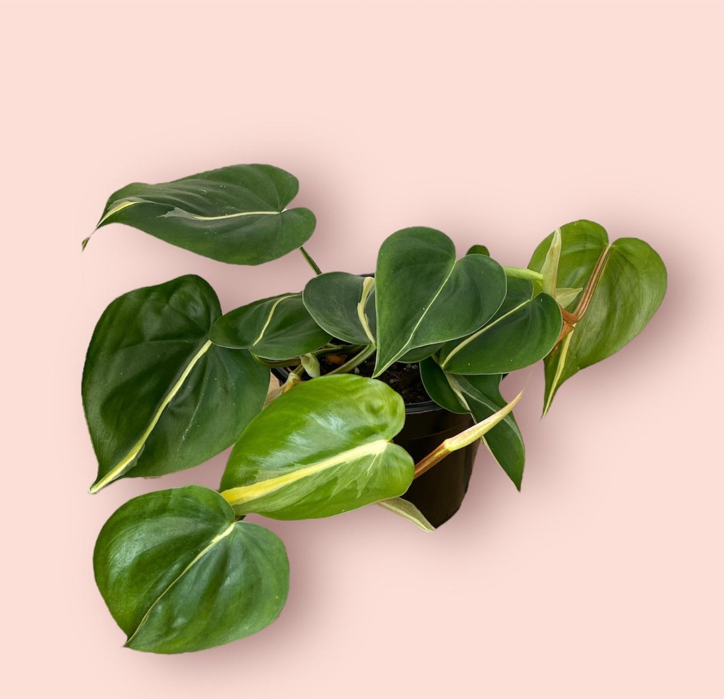 Philodendron Cream Splash 14cm