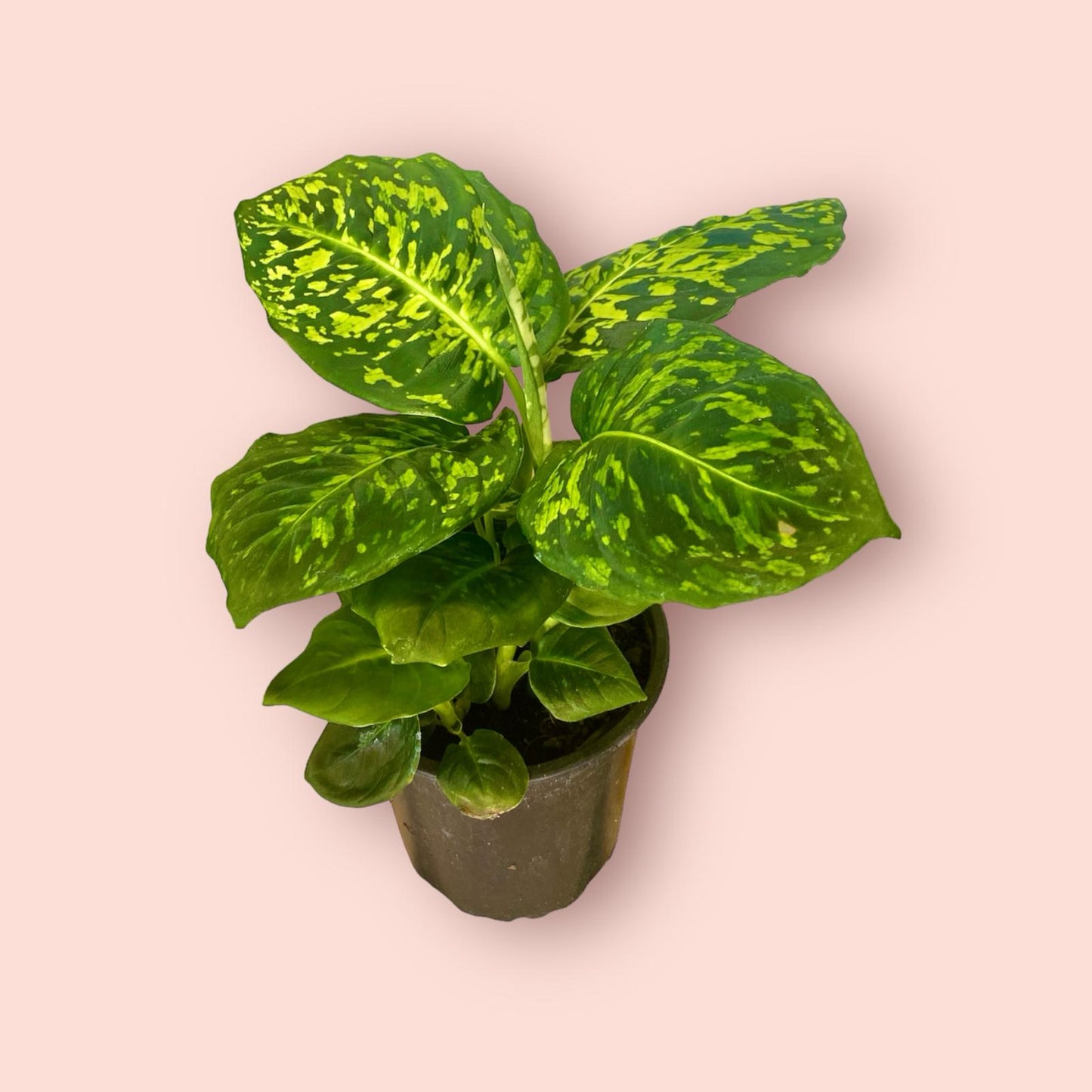 Dieffenbachia Amonea Reflector 12cm