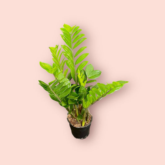 ZZ Plant - Green Zamioculcas zamiifolia 12cm