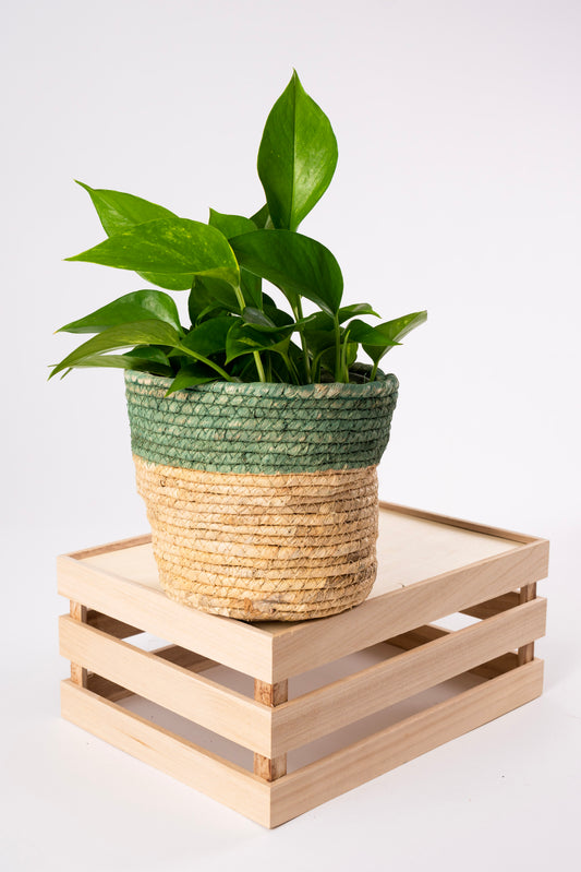 Nature's Nest Basket 12cm